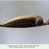 proterebia afra larva4 novorossiysk 2
